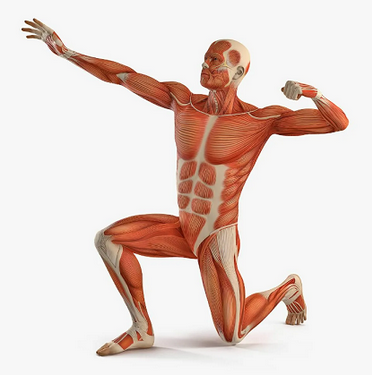 [Александр Волоткевич] Разблокировка крестцово-подвздошного сочленения (2025)