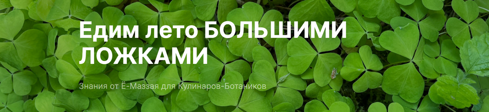 [Валерий Коршунов] [Ё-Маззай] Курс по дикоросам: Едим лето большими ложками (2024)