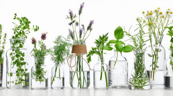 [Ульвия Голденбрук] [Центр Шерома] Исцеление гормональной системы с помощью аромамедицины (2023)