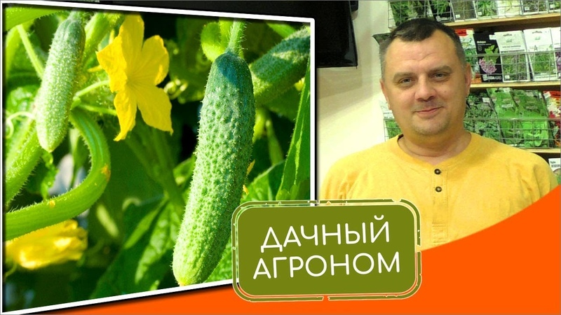 [Дачный агроном] Огуречный Курс (2022)