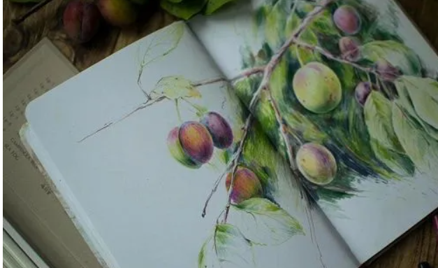 [Надежда Хмелевская] Ботаника цветными карандашами (2023)