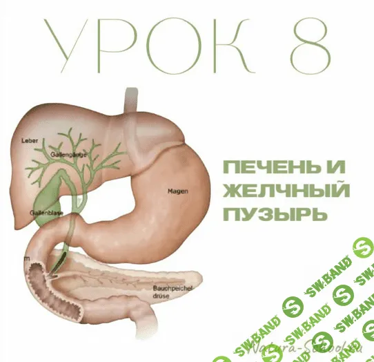 [Natura-School] Урок 8. Печень и желчный пузырь (2022)